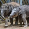 Velikonoční nadílka, foto: Václav Šilha, Zoo Praha