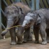 Velikonoční nadílka, foto: Václav Šilha, Zoo Praha