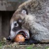 Velikonoční nadílka, foto: Václav Šilha, Zoo Praha