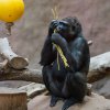 Velikonoční nadílka, foto: Václav Šilha, Zoo Praha