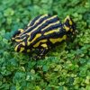 5.	Paropucha corroboree měří jen 2,5 až 3 cm, Foto Jiří Bálek