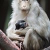 Foto: Tomáš Adamec, Zoo Praha