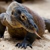 Foto: Tomáš Adamec, Zoo Praha