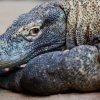 Foto: Tomáš Adamec, Zoo Praha