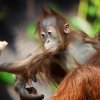 Foto: Tomáš Adamec, Zoo Praha