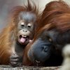 Foto: Tomáš Adamec, Zoo Praha