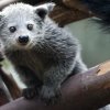 Foto: Tomáš Adamec, Zoo Praha