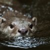 Foto: Tomáš Adamec, Zoo Praha