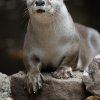 Foto: Tomáš Adamec, Zoo Praha