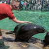 Lachtan Meloun dává pusu Mamutovi, kterému je jeden rok, foto: Václav Šilha, Zoo Praha