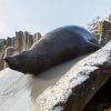 Meloun na klouzačce, foto: Václav Šilha, Zoo Praha