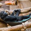 Samec Kiburi, foto: Petr Hamerník, Zoo Praha