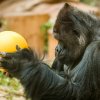 Richard, foto: Petr Hamerník, Zoo Praha