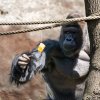 Richard, foto: Petr Hamerník, Zoo Praha