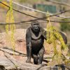 Samec Nuru, foto: Petr Hamerník, Zoo Praha