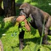 Samec Nuru, foto: Petr Hamerník, Zoo Praha