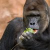 Richard, foto: Petr Hamerník, Zoo Praha