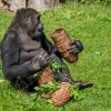 Samec Nuru, foto: Petr Hamerník, Zoo Praha