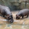 Foto: Tomáš Adamec, Zoo Praha