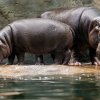 Foto: Tomáš Adamec, Zoo Praha