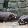 Foto: Tomáš Adamec, Zoo Praha