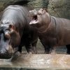 Foto: Tomáš Adamec, Zoo Praha