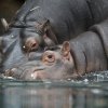 Foto: Tomáš Adamec, Zoo Praha