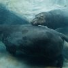 Foto: Tomáš Adamec, Zoo Praha