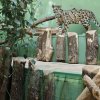 Photo: Tomáš Adamec, Prague Zoo