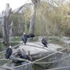 Foto: Tomáš Adamec, Zoo Praha