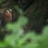 Foto: Tomáš Adamec, Zoo Praha