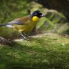 Foto: Tomáš Adamec, Zoo Praha