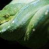 Foto: Tomáš Adamec, Zoo Praha