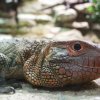 Foto: Tomáš Adamec, Zoo Praha