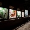 Foto: Tomáš Adamec, Zoo Praha