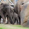 Foto: Tomáš Adamec, Zoo Praha