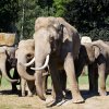 Foto: Tomáš Adamec, Zoo Praha