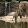 Foto: Tomáš Adamec, Zoo Praha