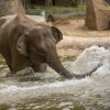 Foto: Tomáš Adamec, Zoo Praha