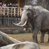 Foto: Tomáš Adamec, Zoo Praha