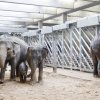 Foto: Tomáš Adamec, Zoo Praha