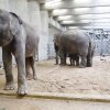 Foto: Tomáš Adamec, Zoo Praha