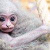 Silvery Gibbon.