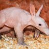 Aardvark.