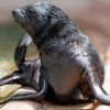Mamut (South African Fur Seal)