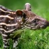 Toby (Lowland Tapir)