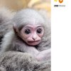Silvery Gibbon.
