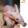 Aardvark.