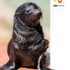 Mamut (South African Fur Seal)