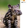 Toby (Lowland Tapir)